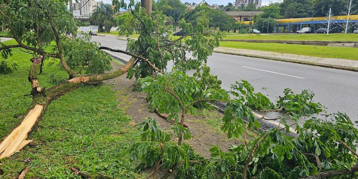 Chuva Provoca Queda De Rvores Em Po Os De Caldas Onda Po Os