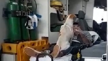 AMIGO FIEL – Cachorro de morador de rua que sofreu um infarto acompanha dono até o hospital