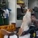 AMIGO FIEL – Cachorro de morador de rua que sofreu um infarto acompanha dono até o hospital