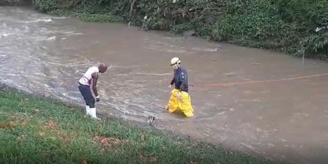 Bombeiros resgatam cadela levada por correnteza