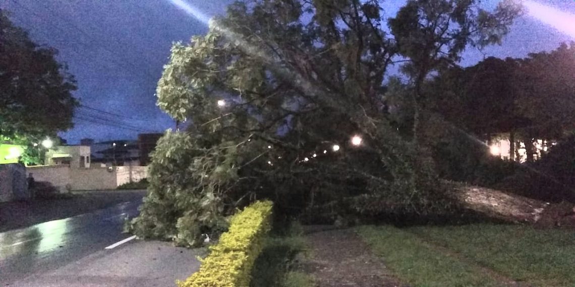 Árvore cai em ciclovia da Avenida João Pinheiro em Poços de Caldas