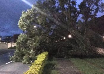 Árvore cai em ciclovia da Avenida João Pinheiro em Poços de Caldas