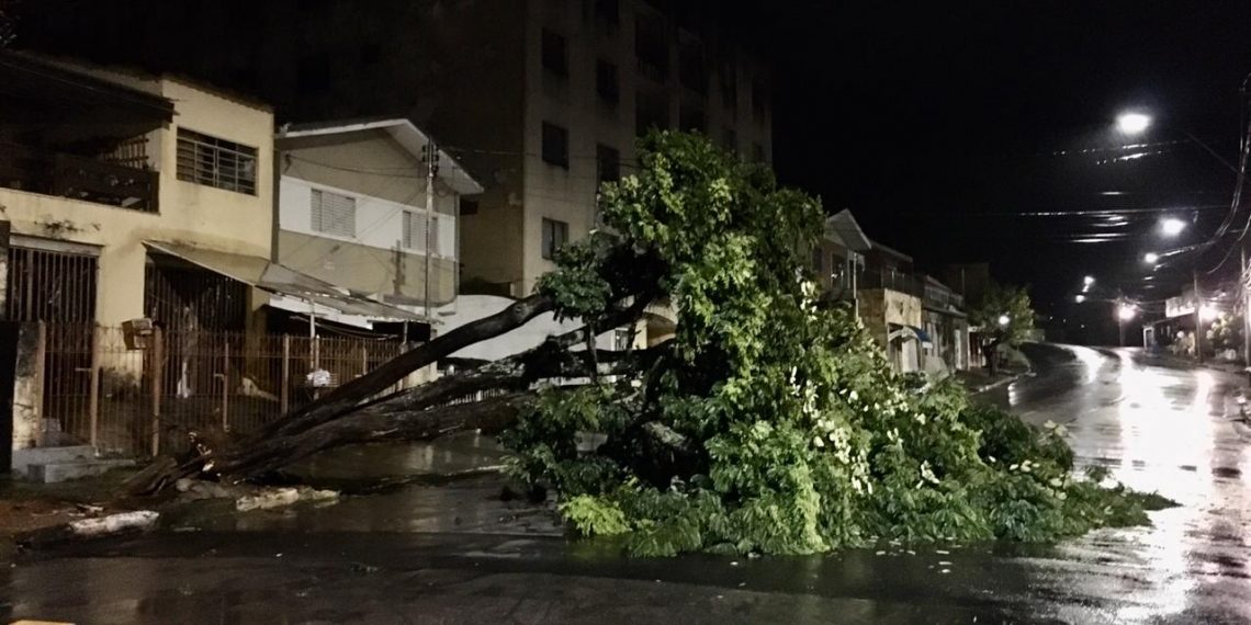 Árvore cai durante a madrugada no Jardim Quisisana em Poços