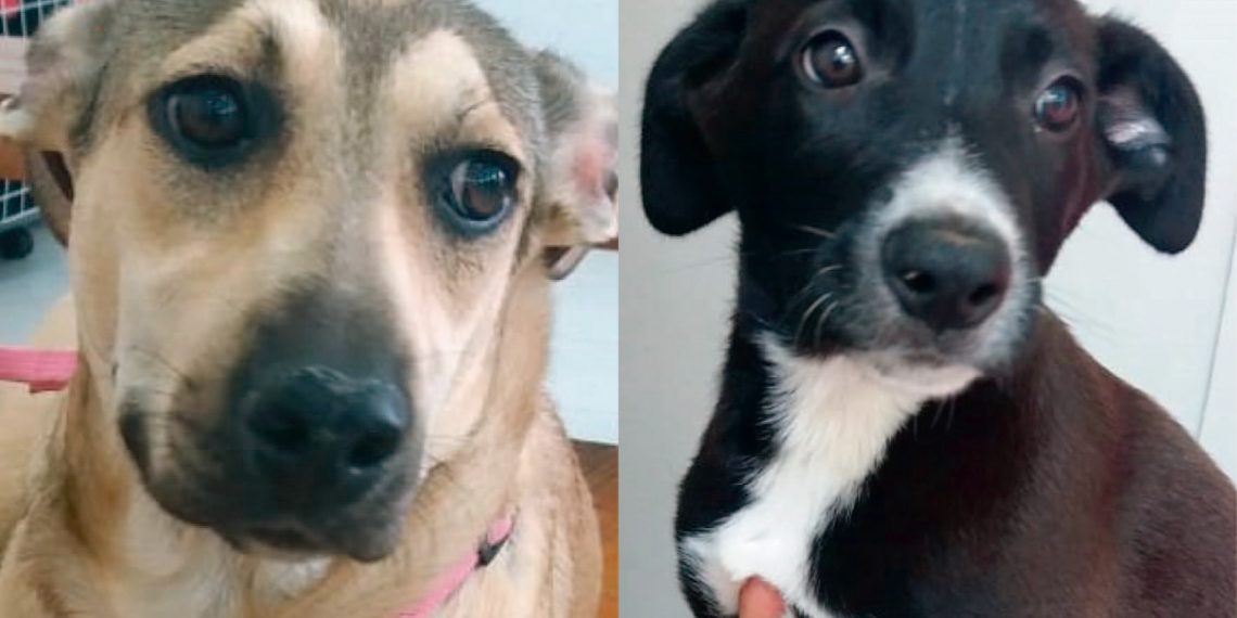 Shopping Poços de Caldas recebe feira de adoção com mais de 15 animais