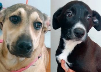 Shopping Poços de Caldas recebe feira de adoção com mais de 15 animais