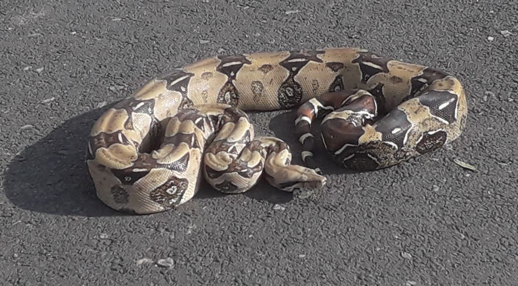 Bombeiros de Poços de Caldas capturam jiboia na zona sul