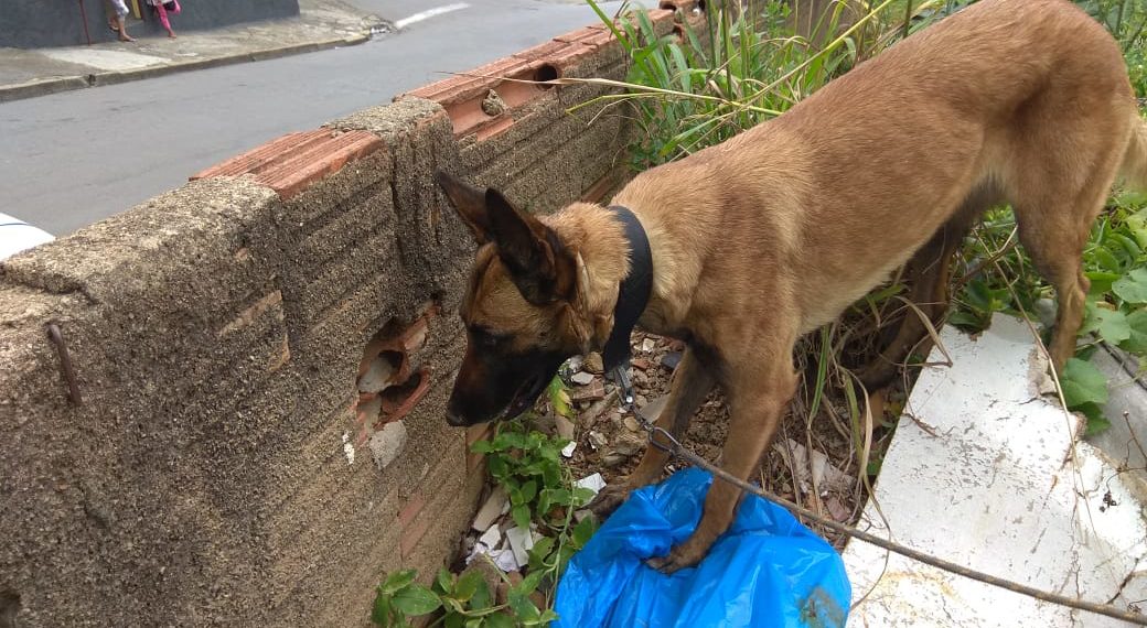 Polícia Militar apresenta balanço das ocorrências com uso de cães de faro