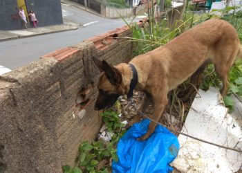 Polícia Militar apresenta balanço das ocorrências com uso de cães de faro
