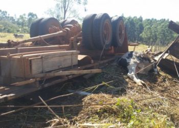 Motorista e 10 cabeças de gado morrem em acidente com caminhão