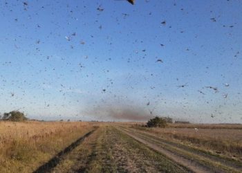 Nuvem de gafanhotos: governo declara emergência fitossanitária