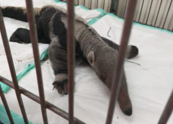 Bombeiros resgatam filhote de tamanduá