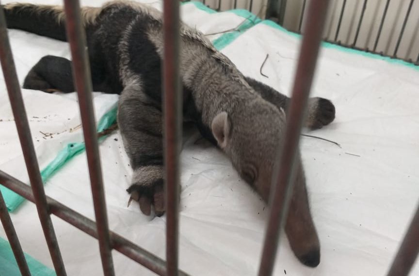 Bombeiros resgatam filhote de tamanduá