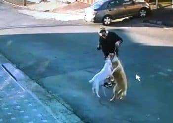 Impressionante: imagens mostram Pit Bull’s fugindo e atacando outro cachorro em Poços