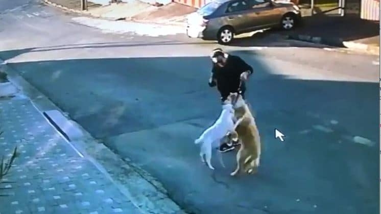Impressionante: imagens mostram Pit Bull’s fugindo e atacando outro cachorro em Poços