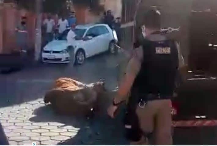 Boi invade cidade, fere pessoas e é morto a tiros de fuzil pela PM; assista