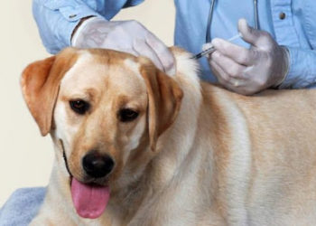 Por falta de microchip, cadastros para castração animal em Poços são temporariamente suspensos