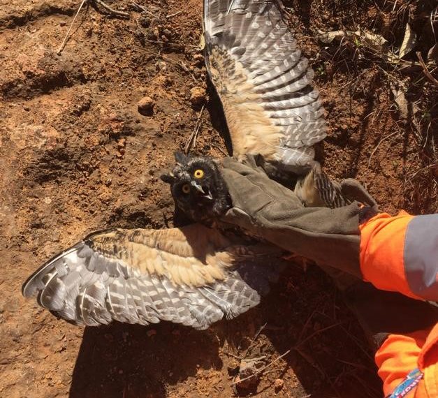Bombeiros resgatam coruja presa em linhas de pipa
