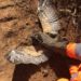 Bombeiros resgatam coruja presa em linhas de pipa