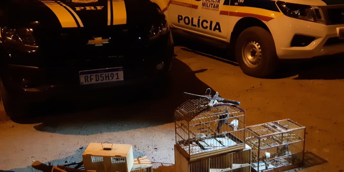 Dupla é presa com materiais de caça e pássaros