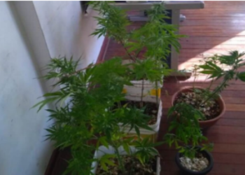 Adolescente é apreendido com 9 plantas de maconha