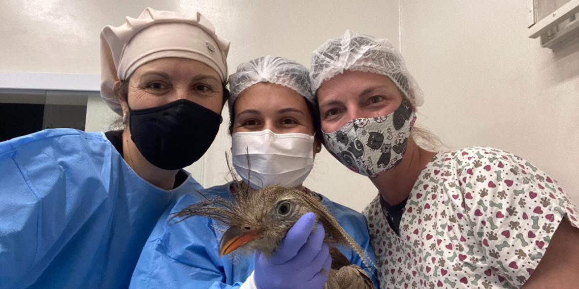 Siriema resgatada pelos bombeiros passa por cirurgia e se recupera de fratura