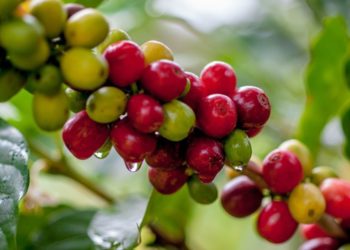 Na contramão da crise, preço do café bate recorde e safra 2020 deve ser marcada por quantidade e qualidade
