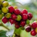 Na contramão da crise, preço do café bate recorde e safra 2020 deve ser marcada por quantidade e qualidade