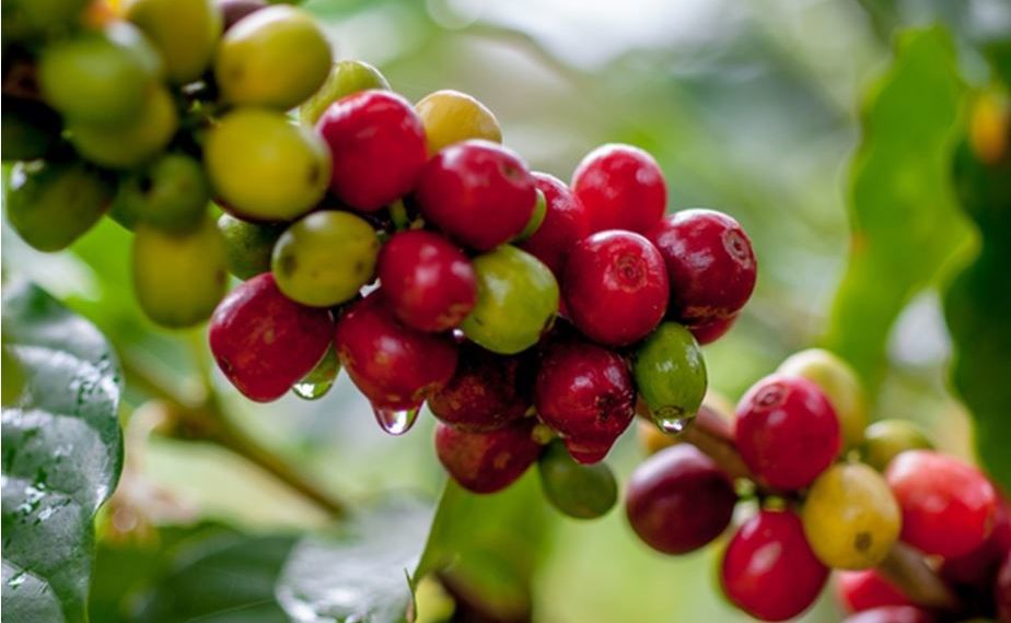 Na contramão da crise, preço do café bate recorde e safra 2020 deve ser marcada por quantidade e qualidade