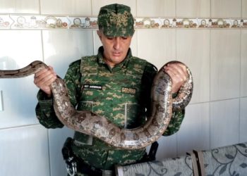 Homem é preso por criar cobras em casa em Santa Rita de Caldas