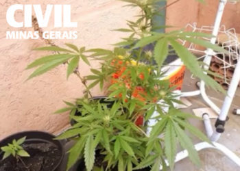 Polícia Civil prende homem por cultivo de maconha em Poços de Caldas