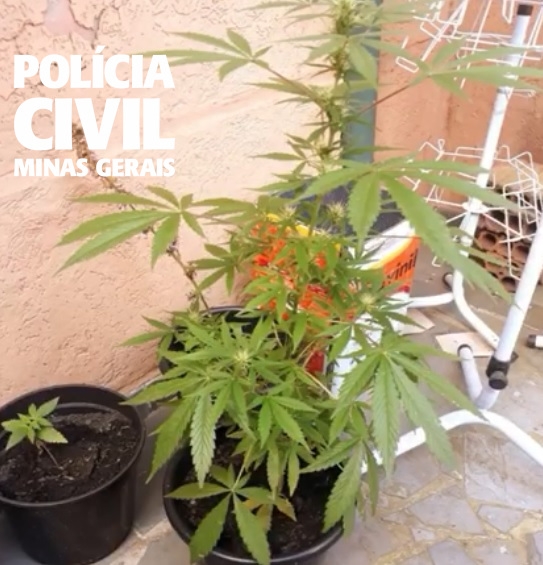 Polícia Civil prende homem por cultivo de maconha em Poços de Caldas