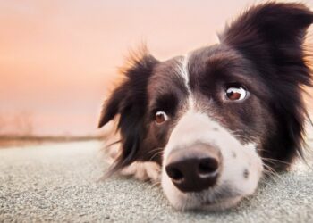 Associações de proteção animal querem a volta das castrações em Poços de Caldas