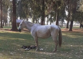 Potrinho nasce no Parque Ecológico da Zona Sul de Poços de Caldas