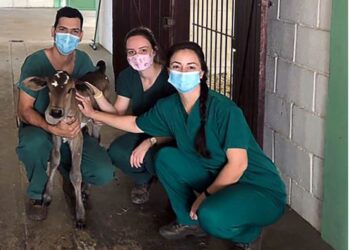 Animais são devolvidos à natureza após incêndios em Águas da Prata