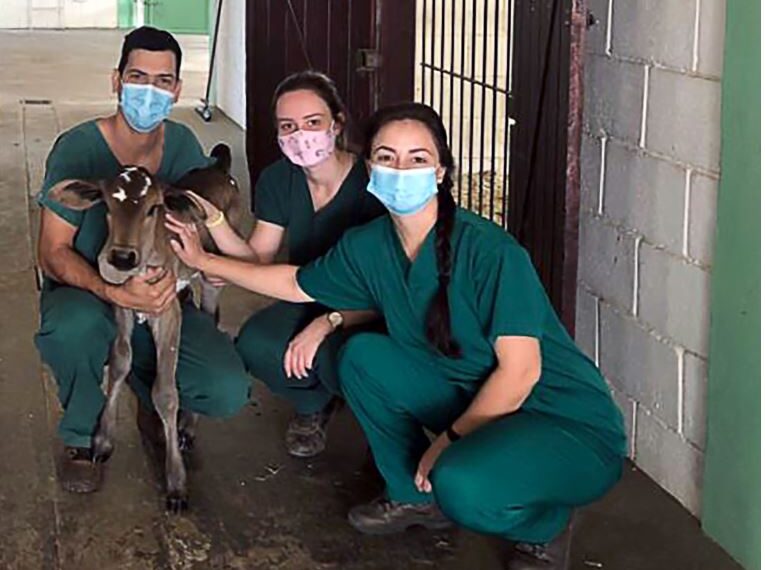 Animais são devolvidos à natureza após incêndios em Águas da Prata