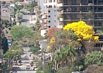 Com floradas que variam ipês começam a aparecer