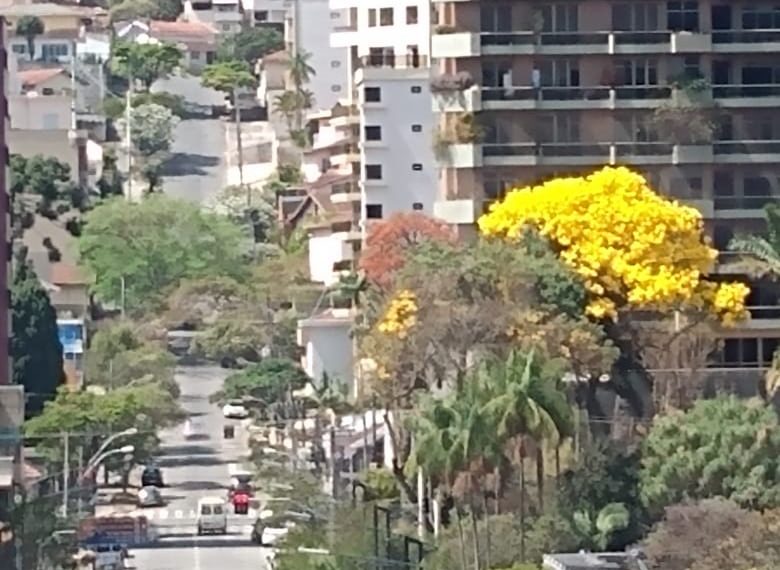Com floradas que variam ipês começam a aparecer