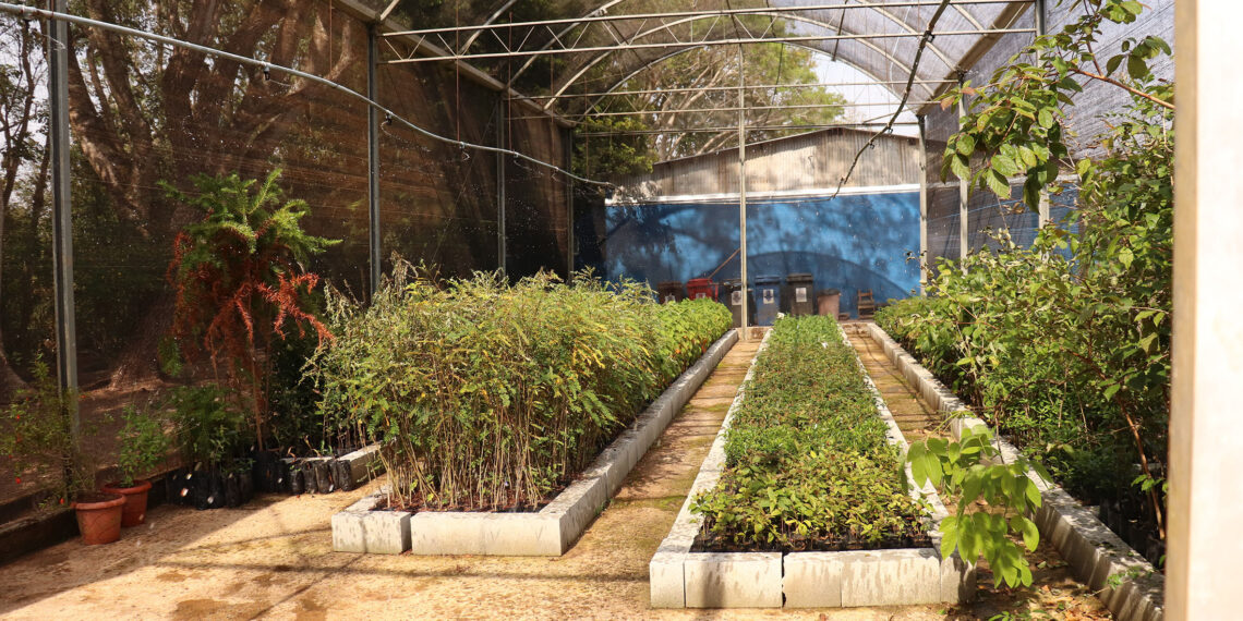 Reforma no Viveiro de Mudas da Alcoa amplia produção de mudas nativas