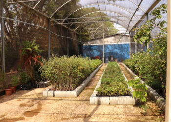 Reforma no Viveiro de Mudas da Alcoa amplia produção de mudas nativas