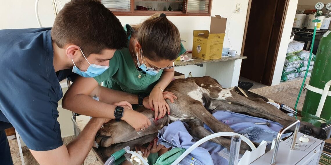 Com queimaduras, bezerrinho e outros animais são salvos durante incêndio em Águas da Prata-SP
