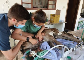 Com queimaduras, bezerrinho e outros animais são salvos durante incêndio em Águas da Prata-SP