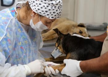 Cadastros para castração animal são retomados com medidas de contingenciamento