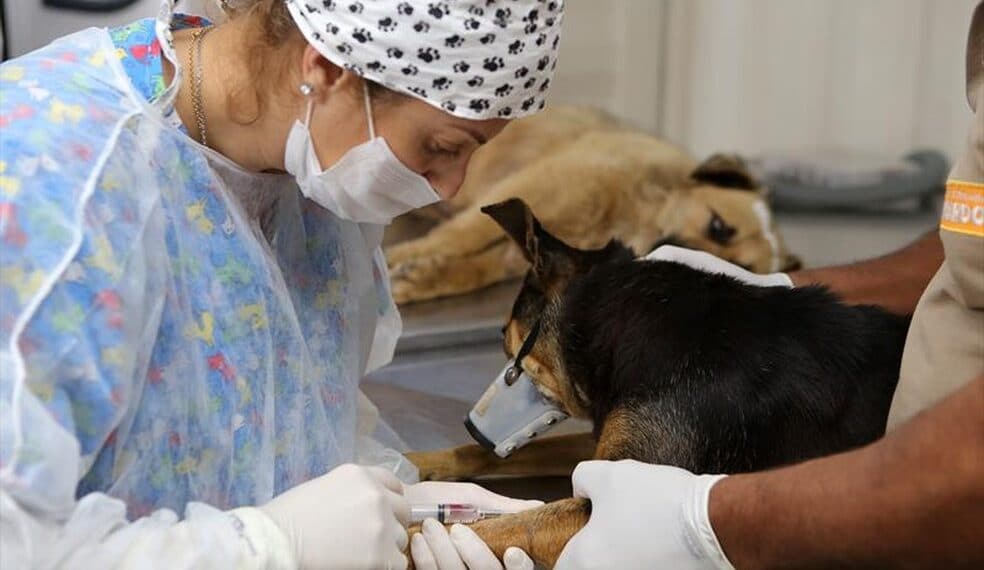 Cadastros para castração animal são retomados com medidas de contingenciamento