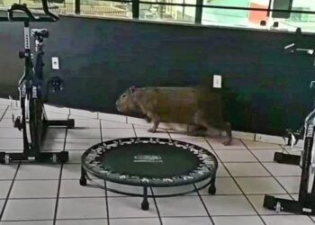 Capivara é resgatada de academia e lagarto de residência
