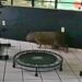 Capivara é resgatada de academia e lagarto de residência
