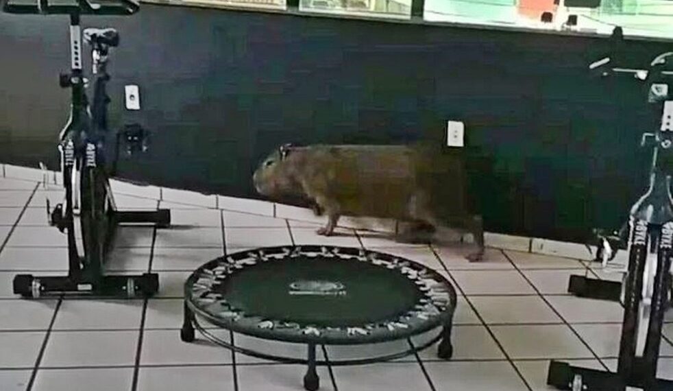 Capivara é resgatada de academia e lagarto de residência