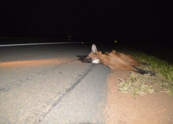 Lobo-guará morre após ser atropelado em Poços de Caldas