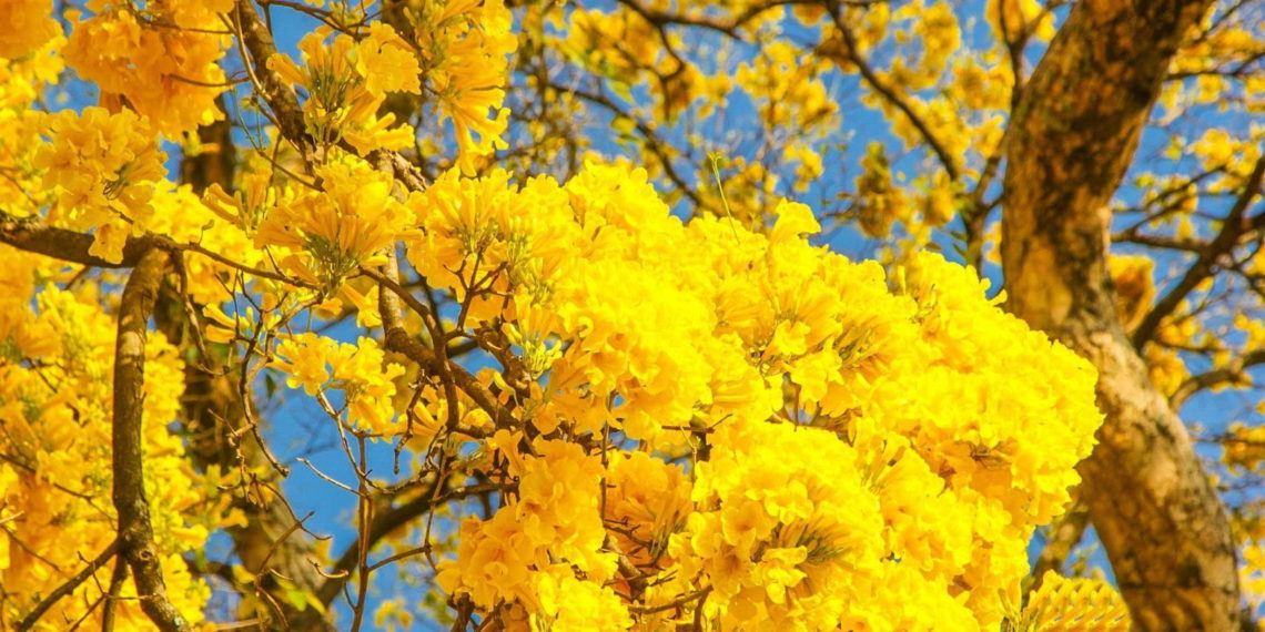 Com floradas que variam ipês começam a aparecer