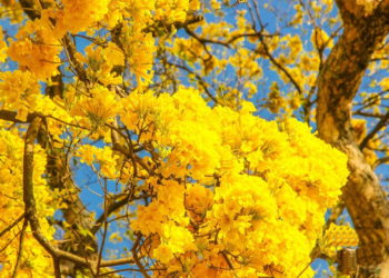 Com floradas que variam ipês começam a aparecer