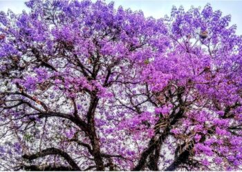 Flores de Jacarandá-mimoso em vias e parques de Poços de Caldas encantam